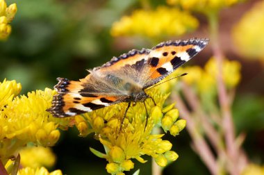 Sarı bir çiçek kelebek Nymphalis urticae oturur.
