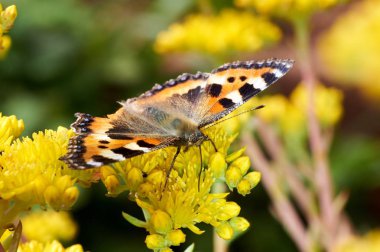 Sarı bir çiçek kelebek Nymphalis urticae oturur.