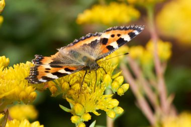 Sarı bir çiçek kelebek Nymphalis urticae oturur