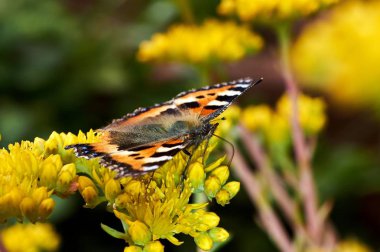 Sarı bir çiçek kelebek Nymphalis urticae oturur
