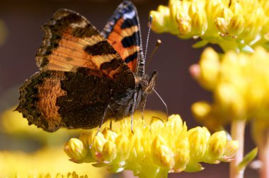 Sarı bir çiçek kelebek Nymphalis urticae oturur
