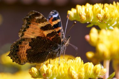 Sarı bir çiçek kelebek Nymphalis urticae oturur