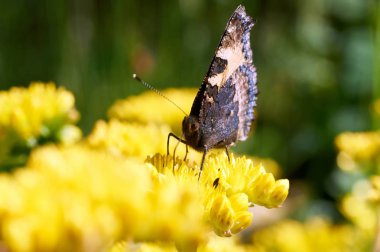 Sarı bir çiçek kelebek Nymphalis urticae oturur