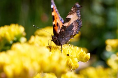 Sarı bir çiçek kelebek Nymphalis urticae oturur