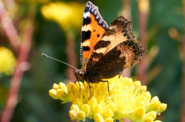 Sarı bir çiçek kelebek Nymphalis urticae oturur