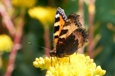 Sarı bir çiçek kelebek Nymphalis urticae oturur