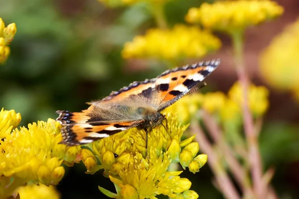 Sarı bir çiçek kelebek Nymphalis urticae oturur