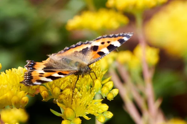 Sarı bir çiçek kelebek Nymphalis urticae oturur.