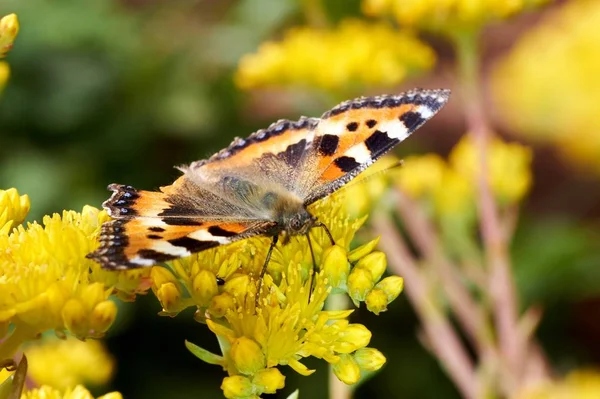Sarı bir çiçek kelebek Nymphalis urticae oturur.