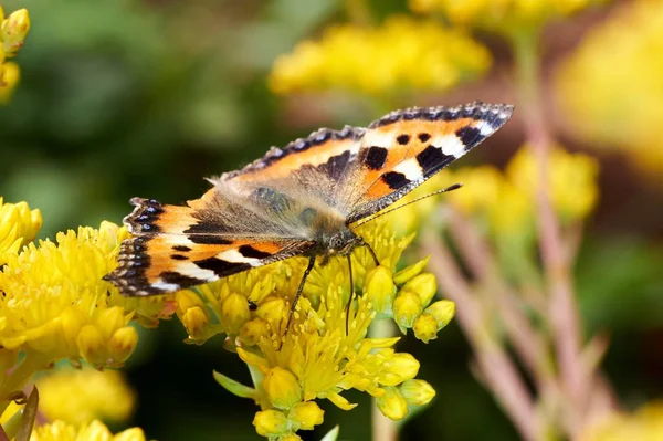 Sarı bir çiçek kelebek Nymphalis urticae oturur.