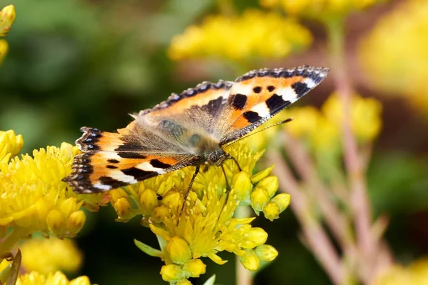 Mariposa Aglais urticae se sienta en una flor amarilla . — Foto de Stock