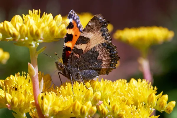 Mariposa Aglais Urticae Sienta Una Flor Amarilla — Foto de Stock