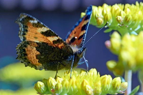 Бабочка Aglais Urticae Сидит Желтом Цветке — стоковое фото