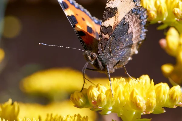 Mariposa Aglais Urticae Sienta Una Flor Amarilla — Foto de Stock