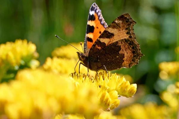 Бабочка Aglais Urticae Сидит Желтом Цветке — стоковое фото