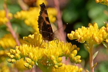Sarı bir çiçek kelebek Nymphalis urticae oturur