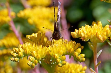 Sarı bir çiçek kelebek Nymphalis urticae oturur