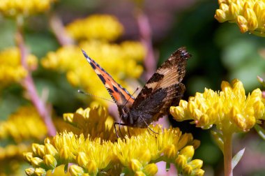 Sarı bir çiçek kelebek Nymphalis urticae oturur
