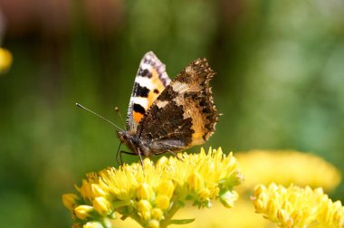 Sarı bir çiçek kelebek Nymphalis urticae oturur