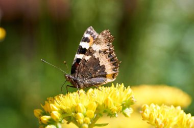 Sarı bir çiçek kelebek Nymphalis urticae oturur