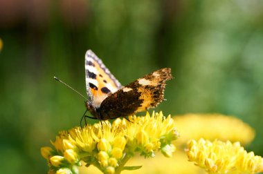 Sarı bir çiçek kelebek Nymphalis urticae oturur