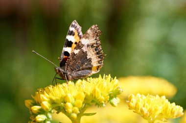 Sarı bir çiçek kelebek Nymphalis urticae oturur