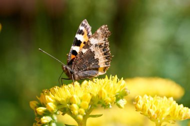 Sarı bir çiçek kelebek Nymphalis urticae oturur