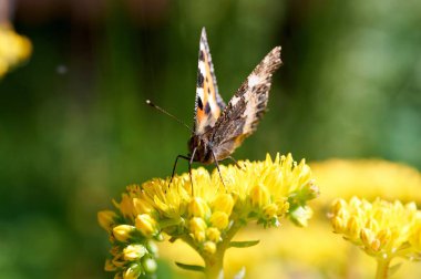 Sarı bir çiçek kelebek Nymphalis urticae oturur