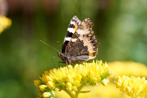 Mariposa Aglais Urticae Sienta Una Flor Amarilla — Foto de Stock