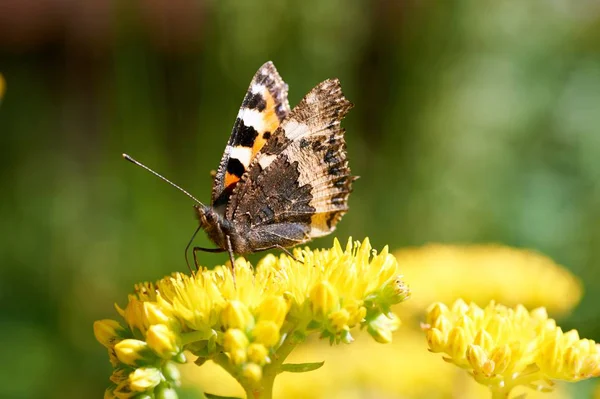 Sarı bir çiçek kelebek Nymphalis urticae oturur