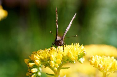 Sarı bir çiçek kelebek Nymphalis urticae oturur