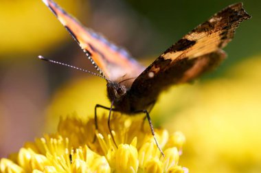 Sarı bir çiçek kelebek Nymphalis urticae oturur