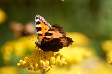 Sarı bir çiçek kelebek Nymphalis urticae oturur