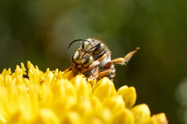 Abeja Anthophila Descansa Sobre Una Flor Amarilla —  Fotos de Stock