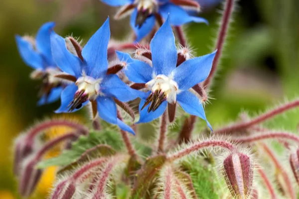 Close Photo Wild Borage Borago Officinalis Flowers Spring Field — Stock Photo, Image