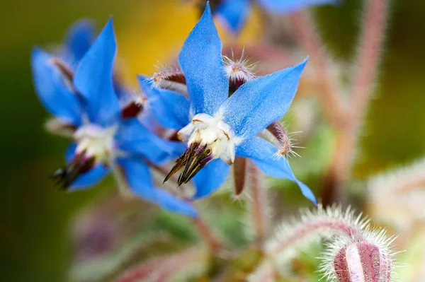 Close Photo Wild Borage Borago Officinalis Flowers Spring Field — Stock Photo, Image