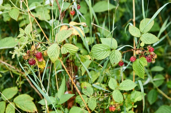 Wild juicy raspberries on a lush green bush — Stock Photo, Image