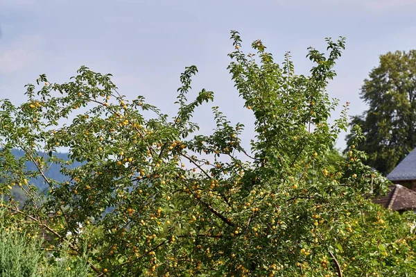 Mirabelles moelleuses petites prunes jaunes sur une branche — Photo