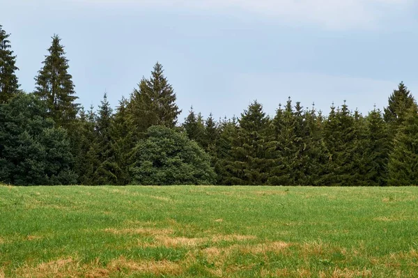 Beau paysage forestier d'été en Allemagne, eifel — Photo