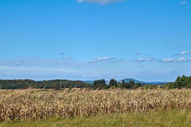 Kuzey Eifel Almanya 'da güzel bir manzara, ön planda bir çavdar tarlası var..