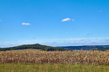Kuzey Eifel Almanya 'da güzel bir manzara, ön planda bir çavdar tarlası var..