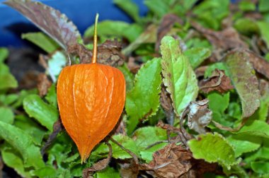 Physalis alkekengi, turuncu fenerler physalis alkekengi yeşil yaprakları arasında