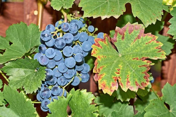 Kupa winogron na winorośli z zielonymi liśćmi — Zdjęcie stockowe
