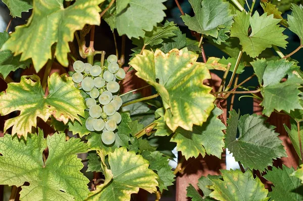 Bouquet de raisins sur la vigne aux feuilles vertes — Photo