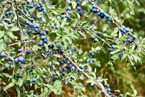 Prunus spinosa, karaçalı, mavi sonbahar meyve, şifalı bitki, reçel, şarap, likör popüler — Stok fotoğraf