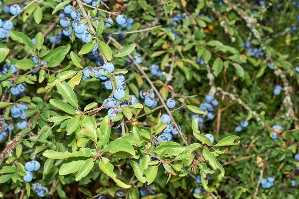Prunus spinosa, karaçalı, mavi sonbahar meyve, şifalı bitki, reçel, şarap, likör popüler — Stok fotoğraf