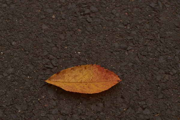 Pojedynczy jesień liść na białym tle na drodze. — Zdjęcie stockowe