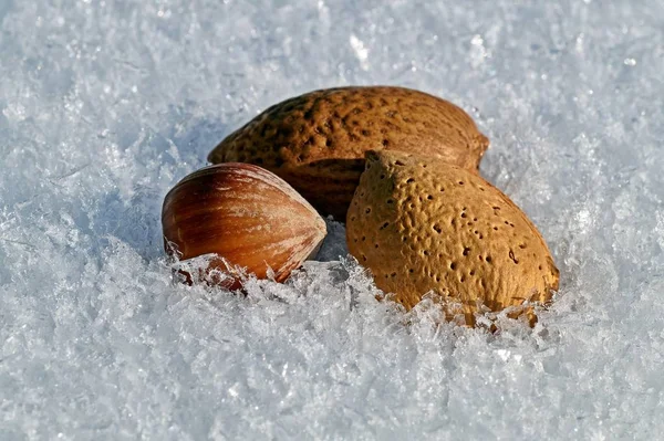 Hazelnut Kacang Almond Terisolasi Pada Latar Belakang Salju — Stok Foto