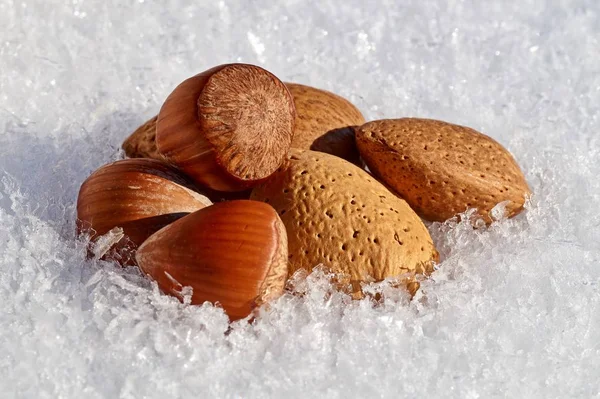 Hazelnut Kacang Almond Terisolasi Pada Latar Belakang Salju — Stok Foto