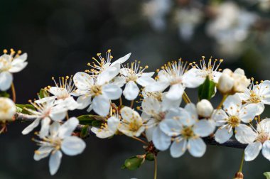 Almanya güzel Mirabelles bloom bahar.
